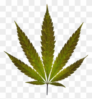 Marijuana Leaf Png Clipart
