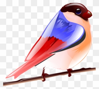 Birds Cartoon Png Colourful Clipart