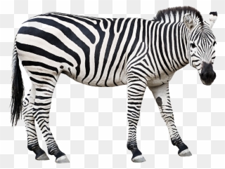Picture Free Zebra Stock Photography Clip - Zebra Cut Out - Png Download