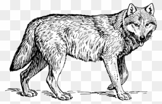 Animal - Wolf - Gray Wolf Black And White Clipart