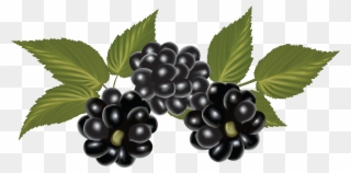 Blackberry, Clip Art, Blackberries, Rich Brunette, - Blackberry Png Fruit Transparent Png