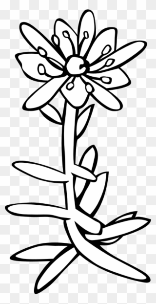 Get Notified Of Exclusive Freebies - Saxifrage Clip Art - Png Download