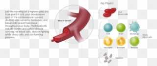 Blood Cancer Habitat - Circulatory System Clipart