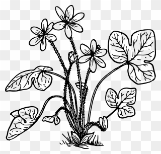Liverwort Hepatica Coloring Book Flower - Plantas Hepaticas Para Colorear Clipart