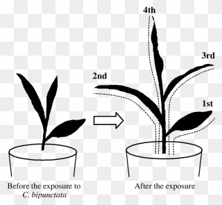 Schematic Of Maize During - Plant Experiment Drawing Clipart