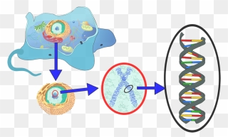 Dna Important To A Cell Clipart