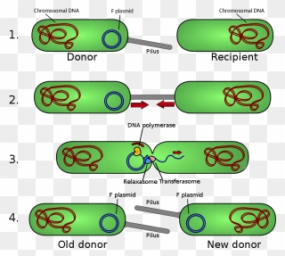 Ape Plasmid Editor Free Download - Bacteria Conjugation Clipart