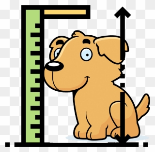 Golden Retriever Growth Chart For Puppies - Ruler Measuring Height Clipart - Png Download
