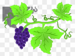 Grape Vine Png Icons - Clip Art Grape Leaves Transparent Png