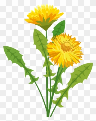 Dandelion Clipart Sunflower - Pissenlit Png Transparent Png