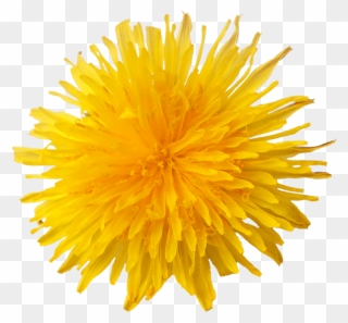 Dandelion-flower - Yellow Dandelion Png Free Clipart