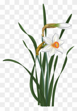 Narcissus Blooming White Flowers Png Clipart