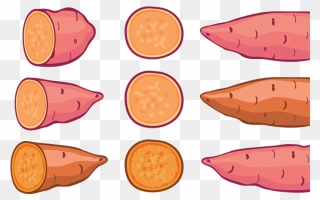 Sweet Potato Illustration Orange Clipart
