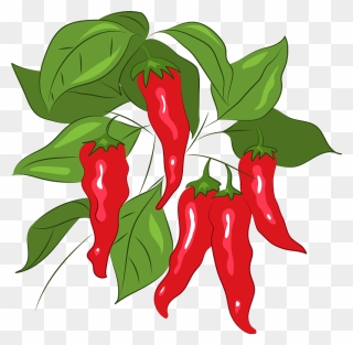 Chili Clipart - Bird's Eye Chili - Png Download