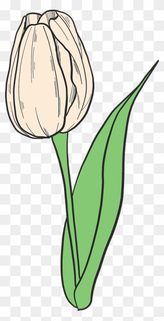 White Tulip Clipart - Png Download