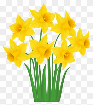 Yellow Daffodils Png Transparent Clip Art Image
