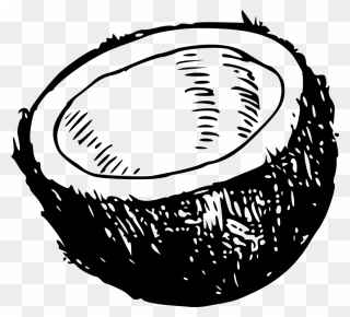 Shell Clipart Page - Coconut Shell Black And White - Png Download