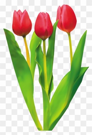 Tulip Cut Flowers Red - Red Tulips Clipart Png Transparent Png