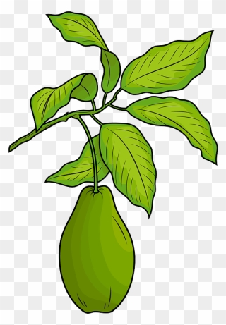 Avocado With Leaves Clipart - Avocado Leaf Clipart - Png Download