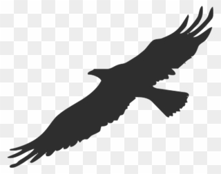Bird Bald Eagle Silhouette Clip Art - Transparent Silhouette Eagle - Png Download