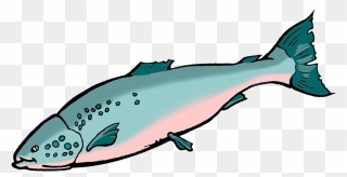 Bio Benefits Ology Science - Salmon Clipart - Png Download