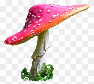 Alice In Wonderland Mushroom Png Clip Art Royalty Free - Alice In Wonderland Mushroom Png Transparent Png
