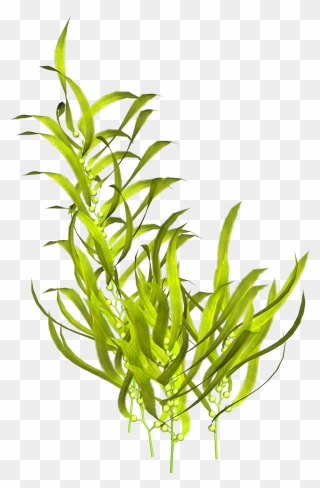 Seaweed Aquatic Plants Clip Art - Transparent Seaweed Png