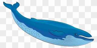 Blue Whale Clipart - Whale Clipart - Png Download