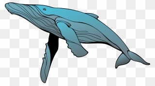 Humpback Whale Clipart - Png Download