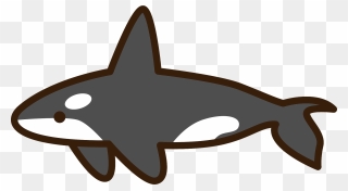 Killer Whale Orca Clipart - Png Download
