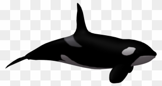 Whale Clipart Killer Whale - Killer Whale Transparent Background - Png Download