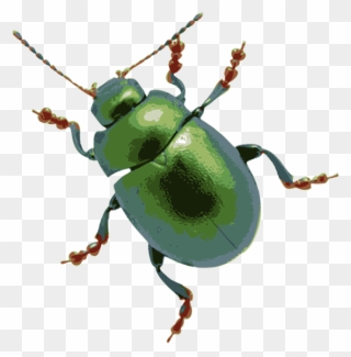 Beetle Transparent Clipart, Picture - Transparent Background Bugs Clipart - Png Download