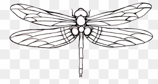 Transparent Drawing Clipart - Dragonfly Drawing - Png Download