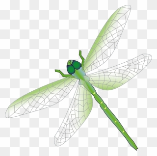Dragonfly Png Transparent Images, Pictures, Photos - Free Dragonflies Clipart