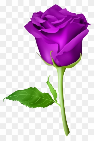 Purple Roses Background Png - Transparent Background Purple Rose Png Clipart