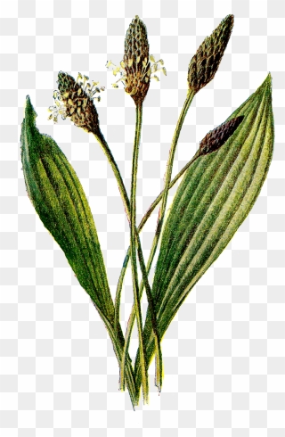 Ribwort Plantain Clipart