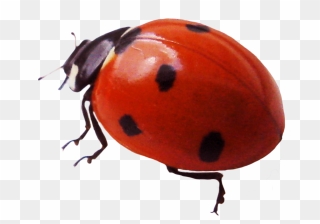 Ladybird Clipart - Png Download