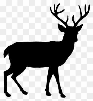White-tailed Deer Elk Moose Clip Art - Clip Art Deer Png Transparent Png