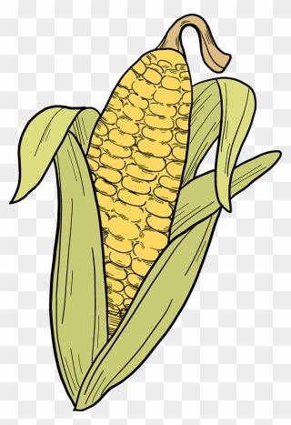 Corn Cob Clipart - Png Download