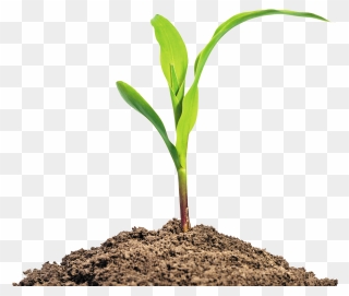 Maize Seedling Baby Corn Stock Photography Plant - Maize Seedling Png Clipart