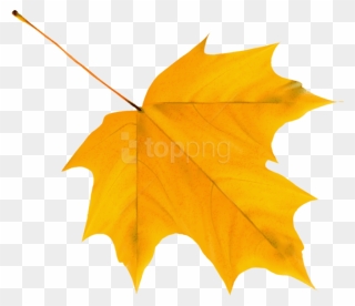 Free Png Download Yellow Autumn Leaf Clipart Png Photo - Yellow Fall Leaves Clip Art Transparent Png