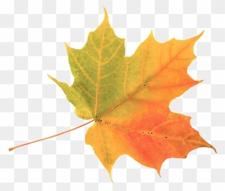 Explore Colors Of Summer - Autumn Leaf Clipart