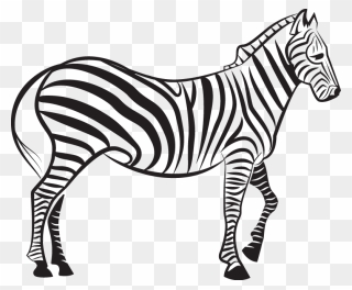 Zebra Euclidean Vector Illustration - Zebra Vector Black And White Clipart