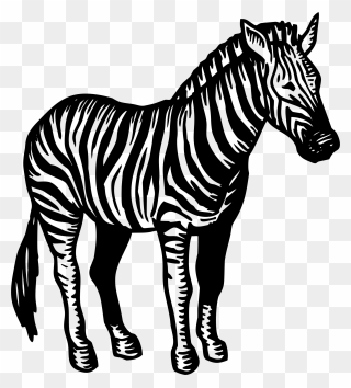 Clipart Zebra Wildlife - Zebra Black And White Png Transparent Png
