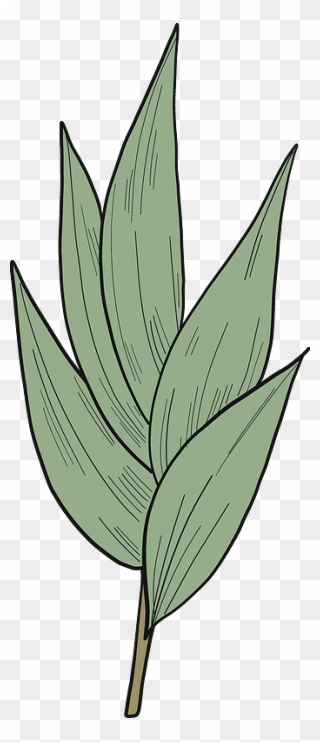 Eucalyptus Leaves Clipart - Ti Plant - Png Download