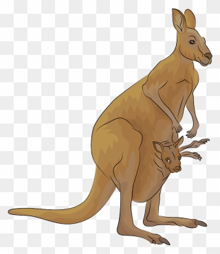 Kangaroo Clipart - Clip Art Canguro - Png Download