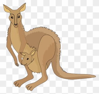 Kangaroo Clipart - Kangaroo - Png Download