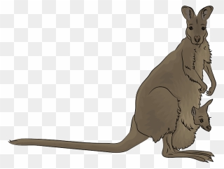 Red-necked Wallaby Clipart - Kangaroo - Png Download