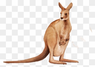 Kangaroo Clipart Wallaby - Red Kangaroo Transparent Background - Png Download