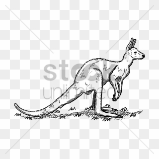 Kangaroo Vector Image - Kangaroo Clipart